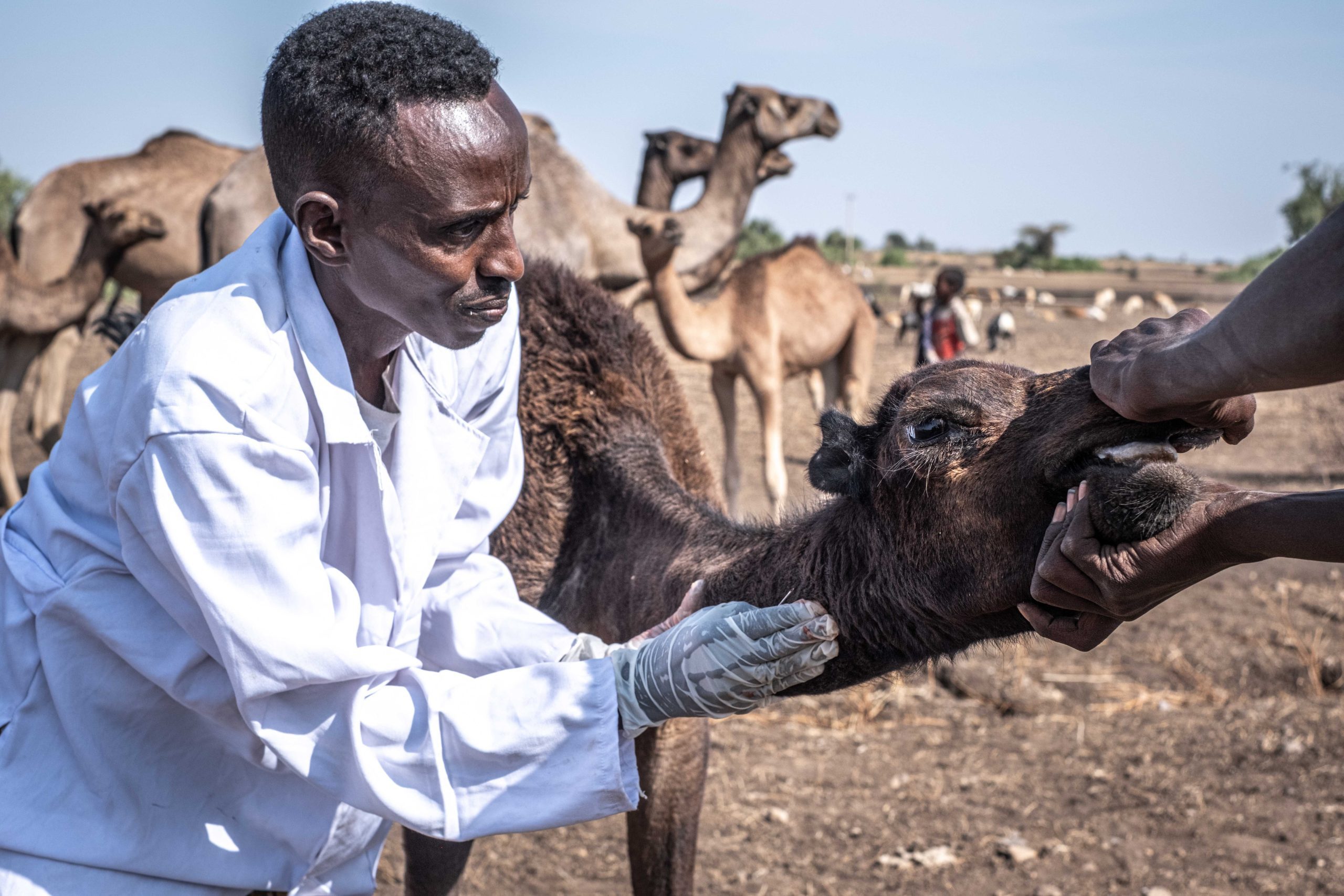 When Livestock Means Survival: Vaccinating Afar’s Herds
