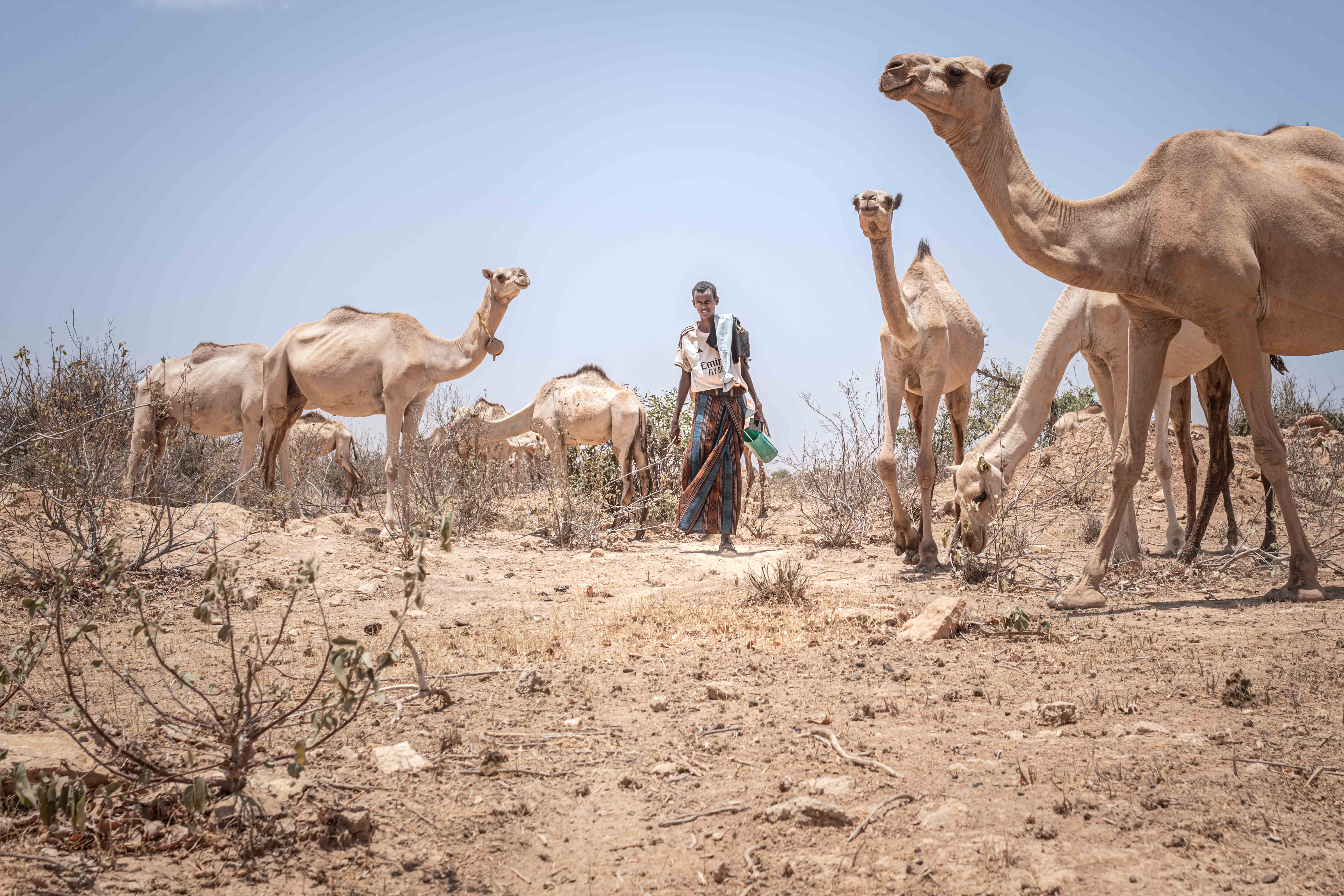 Ethiopia’s Somali Region: Pastoralists Face a Deepening Crisis